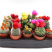 Ornamental Cactus Greensouq