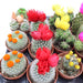 Ornamental Cactus Greensouq
