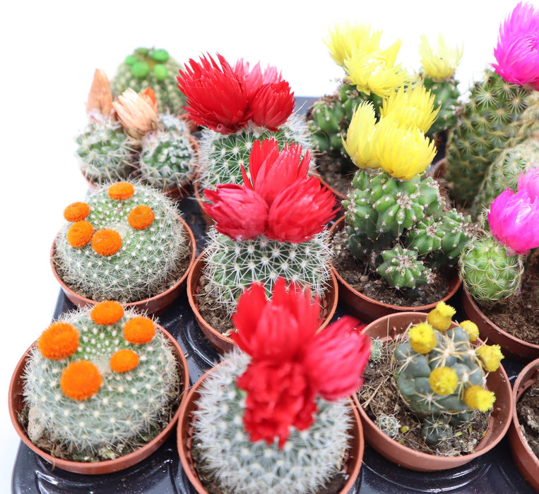 Ornamental Cactus Greensouq