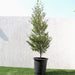 Terminalia buceras "Buscida buceras / Black olive tree" Greensouq