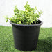 Afra Greensouq