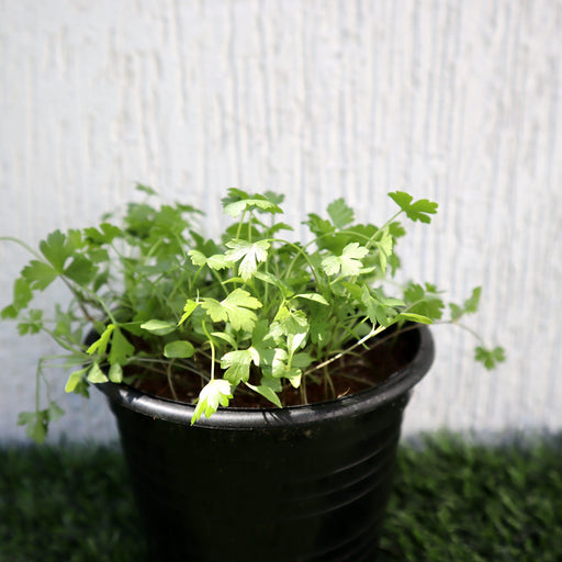 Parsley plant Greensouq