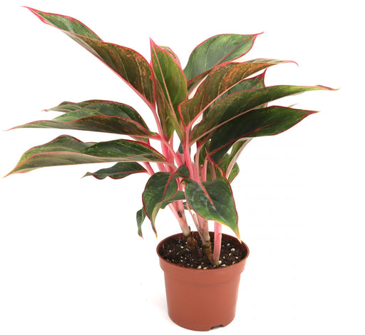 Aglaonema Sp (wishes) Greensouq