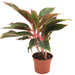Aglaonema Sp (wishes) Greensouq