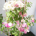Bougainvillea Cocoice "Coconut Ice" Greensouq