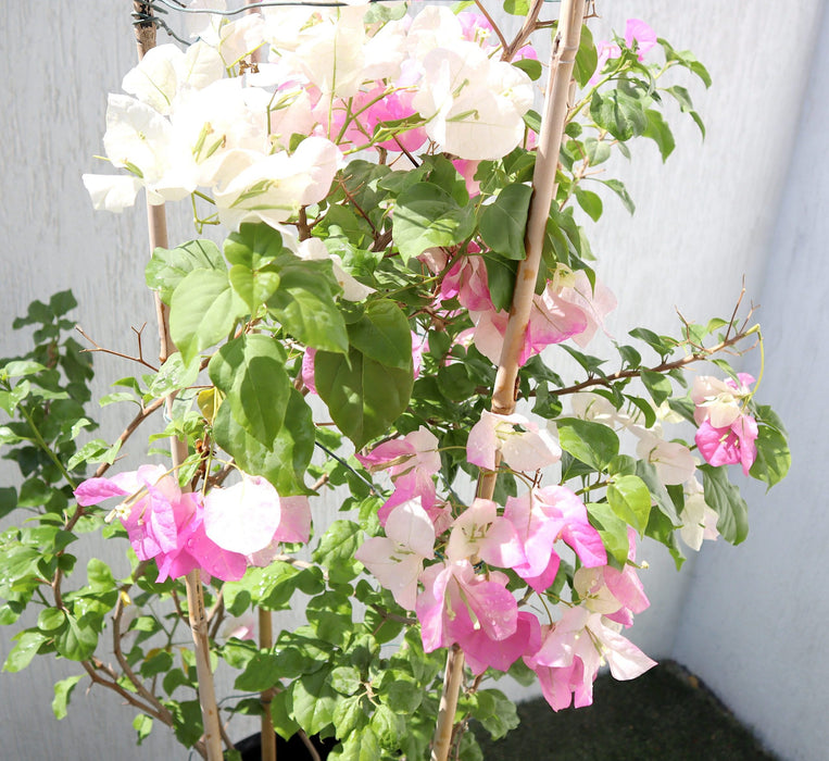 Bougainvillea Cocoice "Coconut Ice" Greensouq