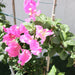Bougainvillea Cocoice "Coconut Ice" Greensouq