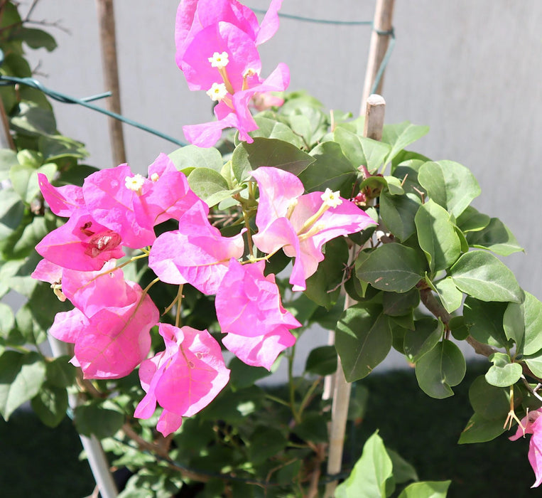 Bougainvillea Cocoice "Coconut Ice" Greensouq