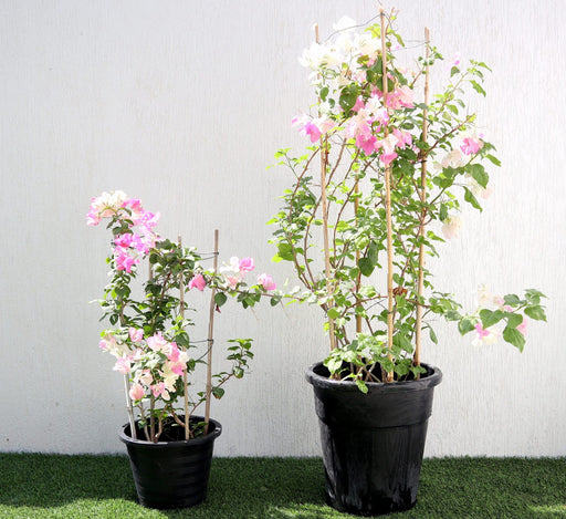 Bougainvillea Cocoice "Coconut Ice" Greensouq