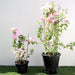 Bougainvillea Cocoice "Coconut Ice" Greensouq