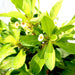 Crown of Thorns white Greensouq
