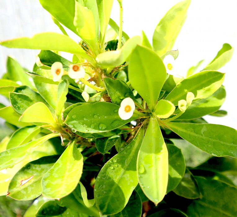 Crown of Thorns white Greensouq