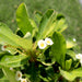 Crown of Thorns white Greensouq