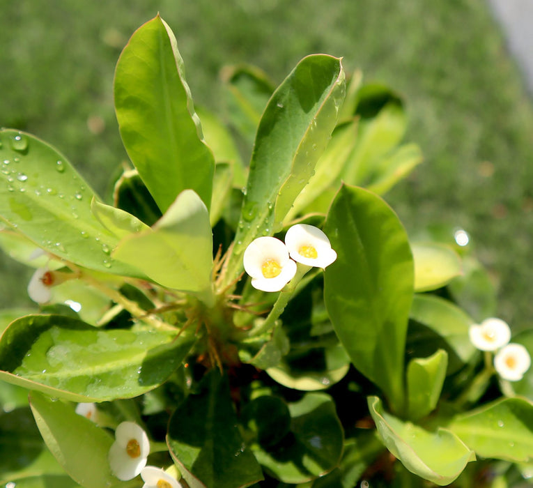 Crown of Thorns white Greensouq