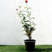 Rose Plant Greensouq