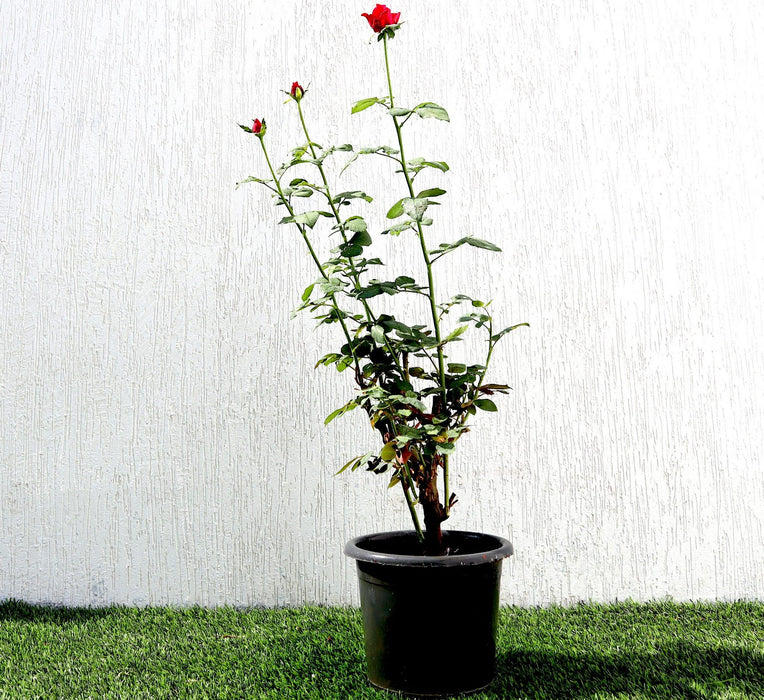 Rose Plant Greensouq