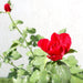 Rose Plant Greensouq