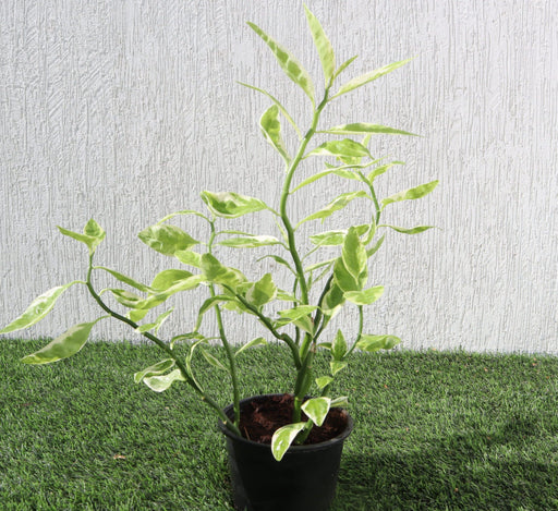 Pedilanthus Variegated "Pedilanthus Tithymaloides, Backbone of Devil Plant" Greensouq