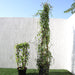 Jacquemontia pentantha Greensouq
