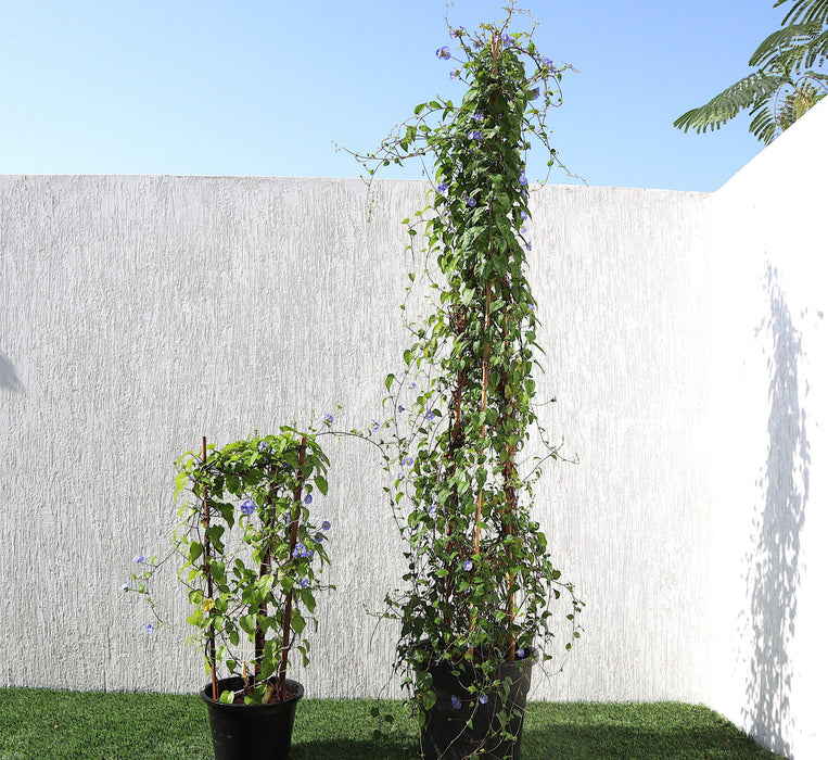 Jacquemontia pentantha Greensouq