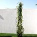Jacquemontia pentantha Greensouq