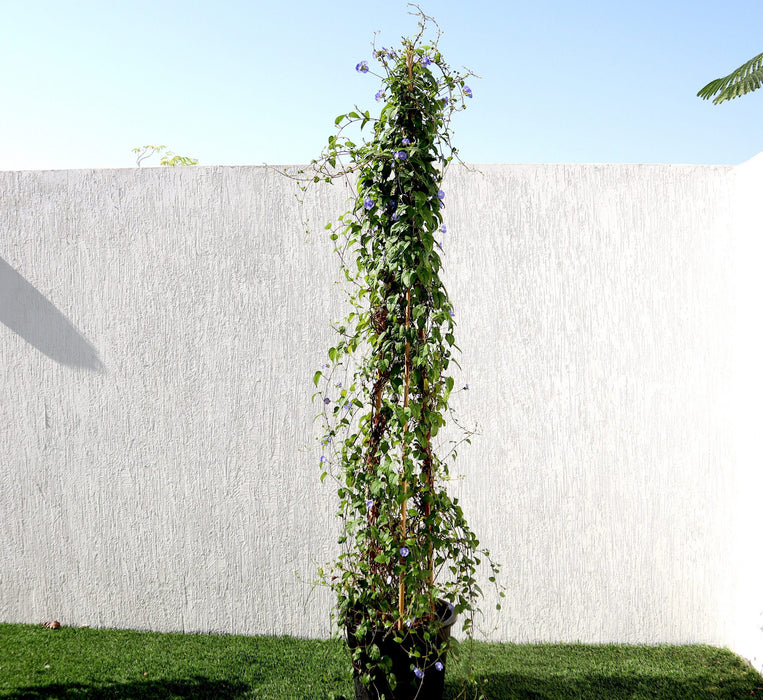 Jacquemontia pentantha Greensouq