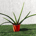 Sansevieria Desertii Greensouq