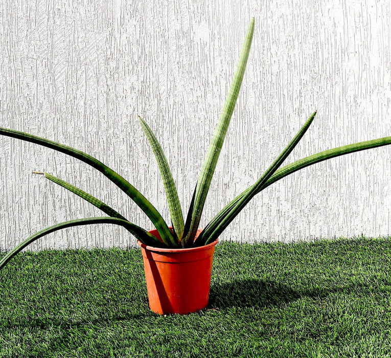 Sansevieria Desertii Greensouq