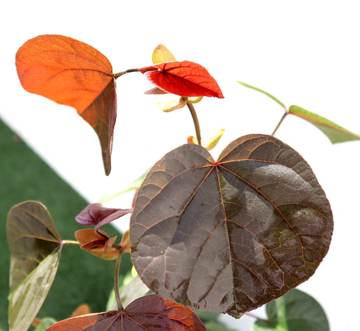 Hibiscus tiliaceus Rubra Greensouq