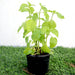 Asystasia Gangetica Green Greensouq