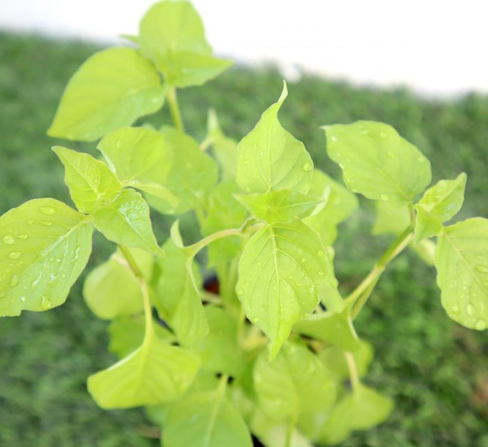 Asystasia Gangetica Green Hanging "Chinese Violet"