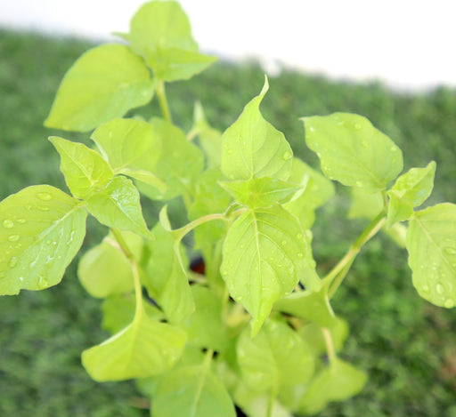 Asystasia Gangetica Green Greensouq
