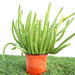 Caralluma Adscendens Greensouq