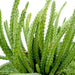 Caralluma Adscendens Greensouq