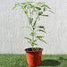 Hot pepper Greensouq