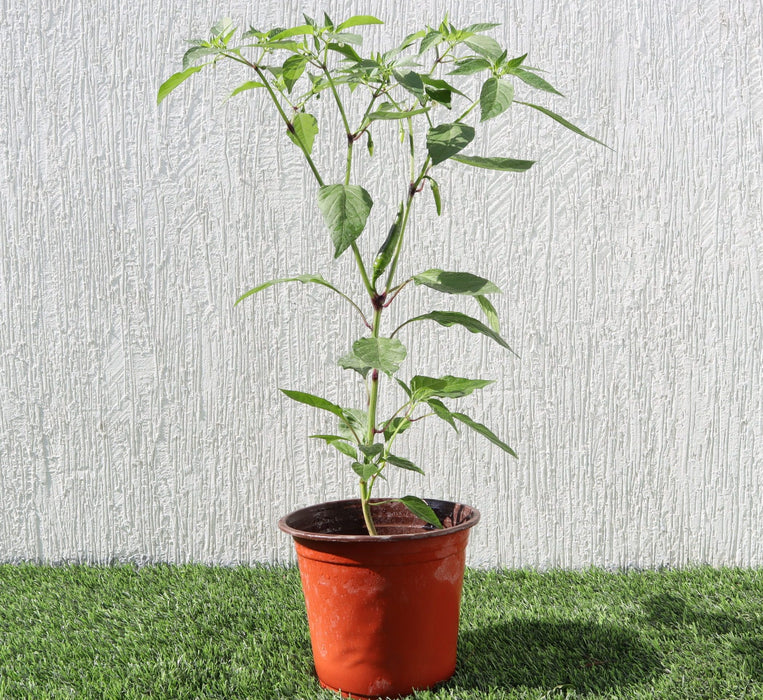 Hot pepper Greensouq