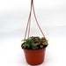Hanging Hypoestes phyllostachya Greensouq