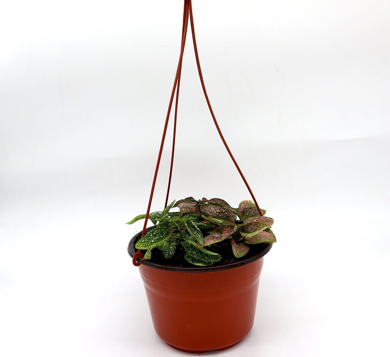 Hanging Hypoestes phyllostachya Greensouq