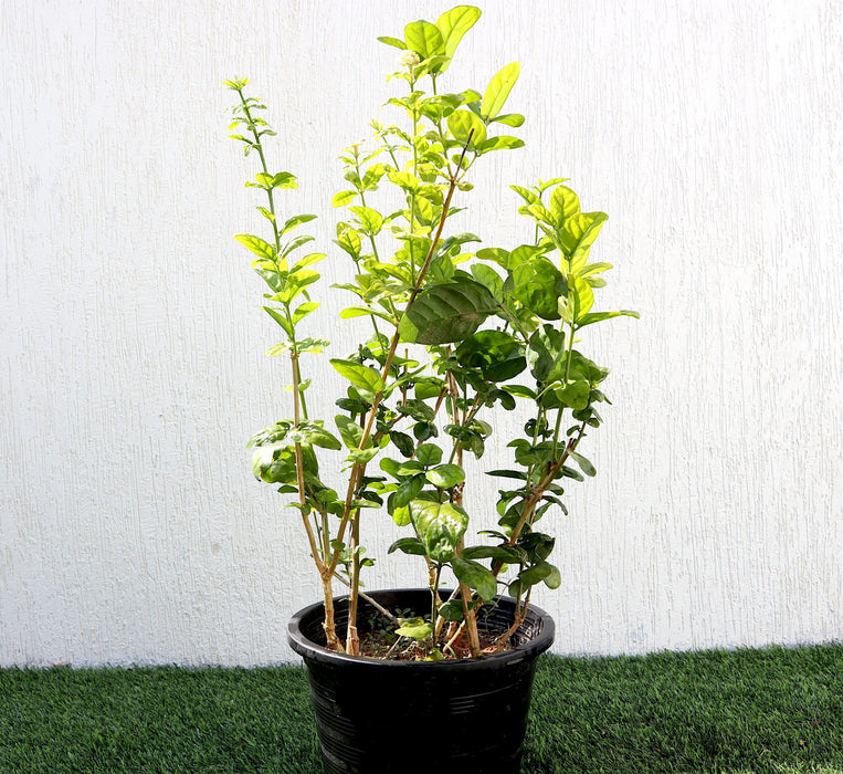 Labnani Jasmine Greensouq