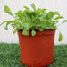 Rocula "Eruca sativa" Plant Greensouq