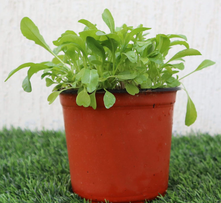 Rocula "Eruca sativa" Plant Greensouq