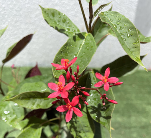 jatropha pandurifolia hastata