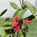 jatropha pandurifolia hastata