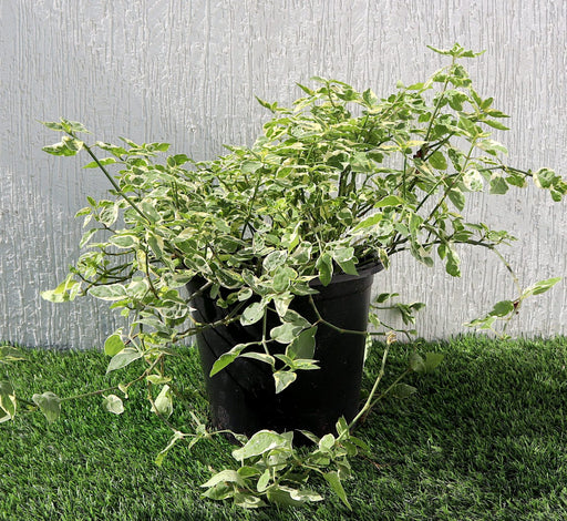 Asystasia Gangetica Variegata Greensouq