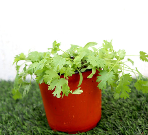 Coriander Plant Greensouq