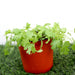 Coriander Plant Greensouq