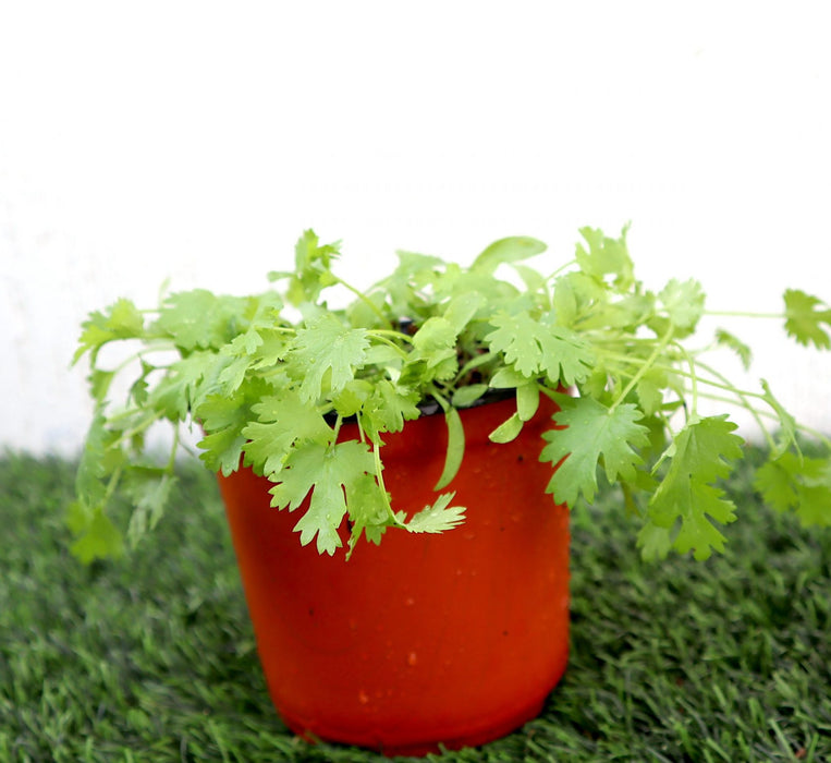 Coriander Plant Greensouq