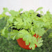 Coriander Plant Greensouq