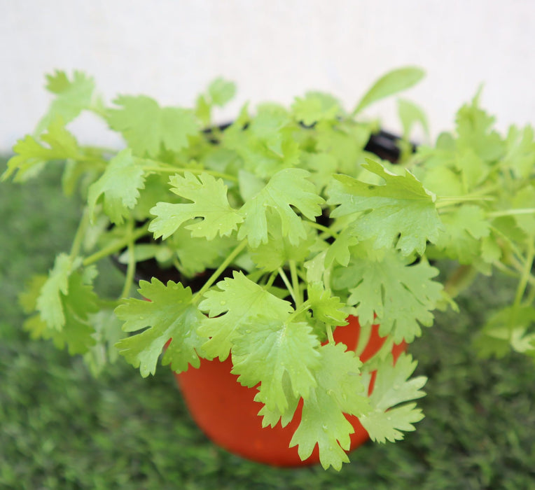 Coriander Plant Greensouq