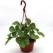 Strawberry Hanging Plant Greensouq